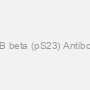Ik B beta (pS23) Antibody